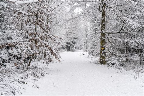 Hardwald Tower : Hike to the Hardwald observation tower